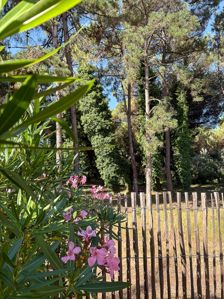 Fleur et forêt au camping Les Dunes 